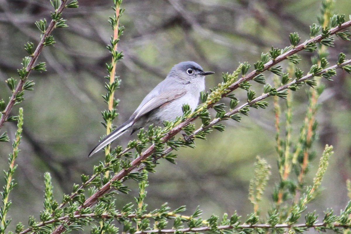 Blue-gray Gnatcatcher - Jamie Chavez