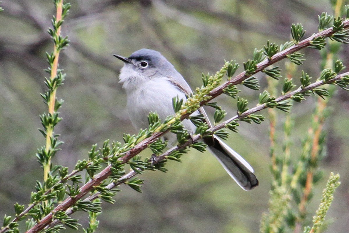 Blue-gray Gnatcatcher - Jamie Chavez