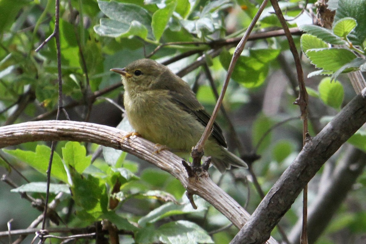 Orange-crowned Warbler (lutescens) - Jamie Chavez