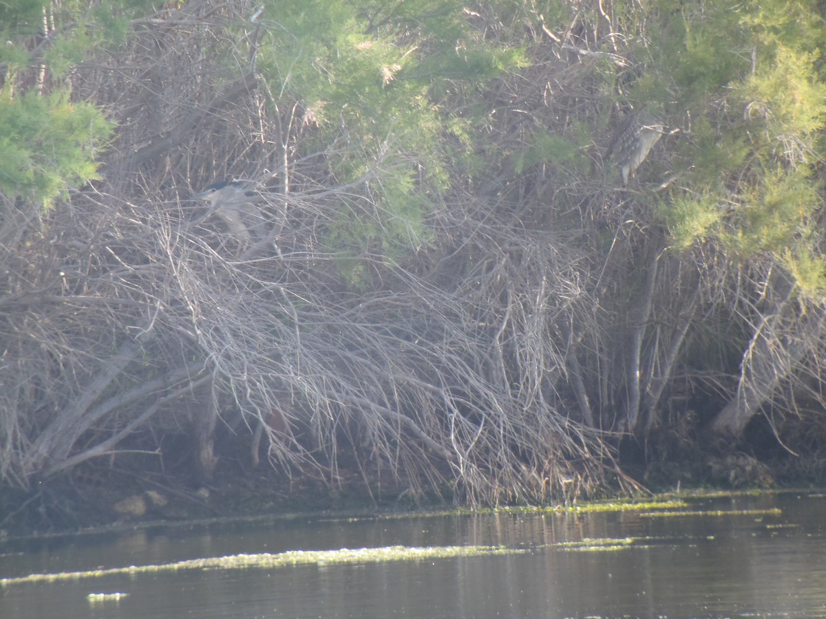 Black-crowned Night Heron - ML99790921