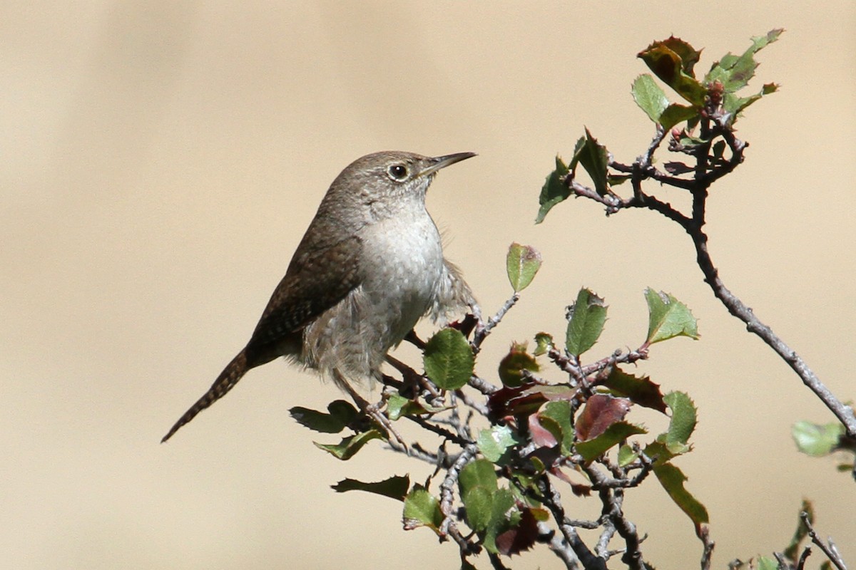 Northern House Wren - ML99791321