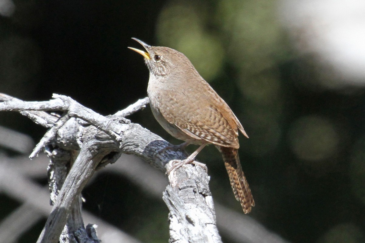 Northern House Wren - ML99791331