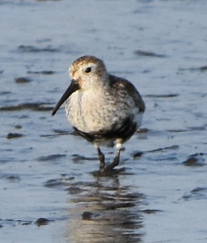 Dunlin - ML99791471