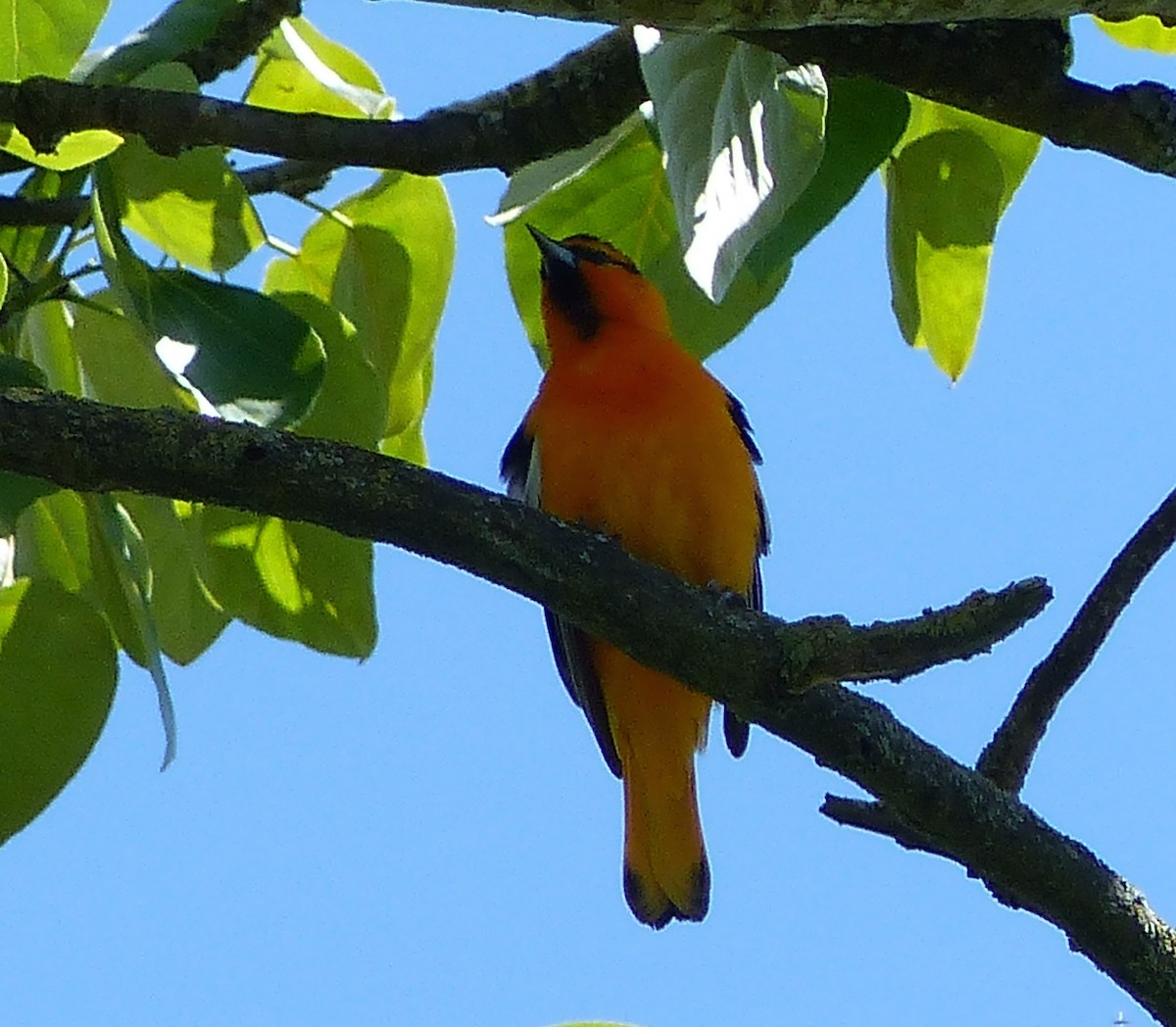 Bullock's Oriole - Mike McGrenere