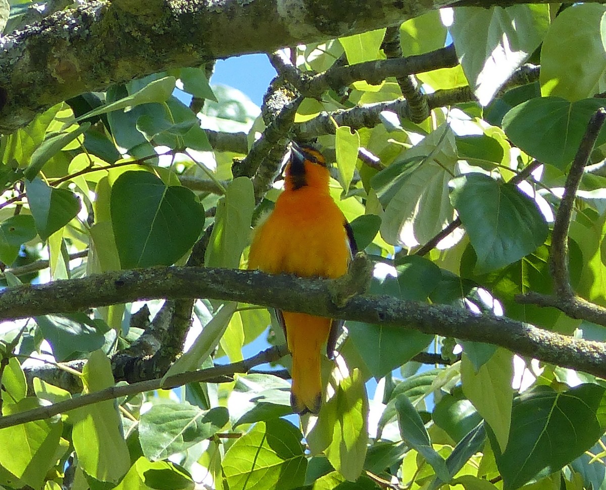 Bullock's Oriole - Mike McGrenere