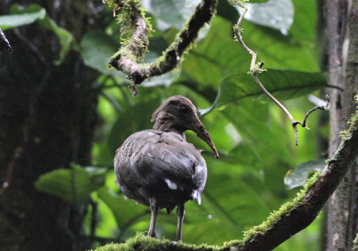 Sao Tome Ibis - Alex Bayly