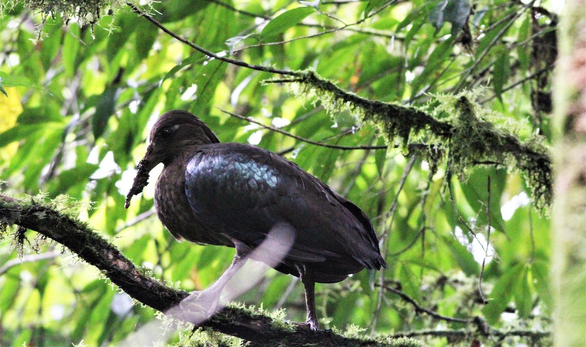 Sao Tome Ibis - Alex Bayly