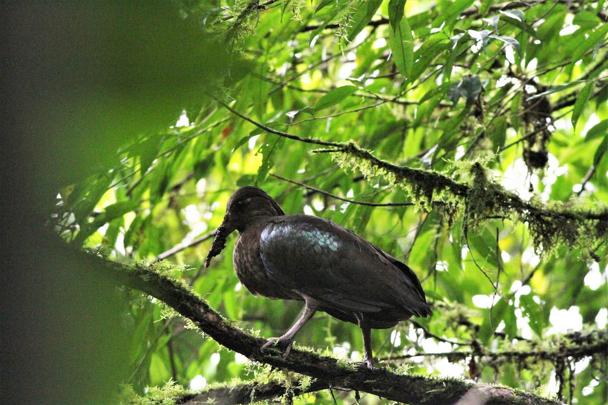 Sao Tome Ibis - Alex Bayly