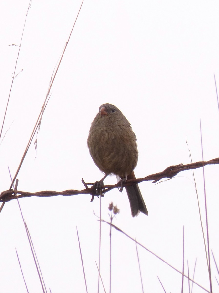 Paramo Seedeater - ML99794891