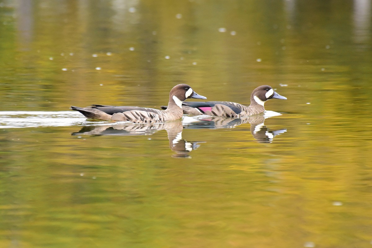 Spectacled Duck - ML99796571