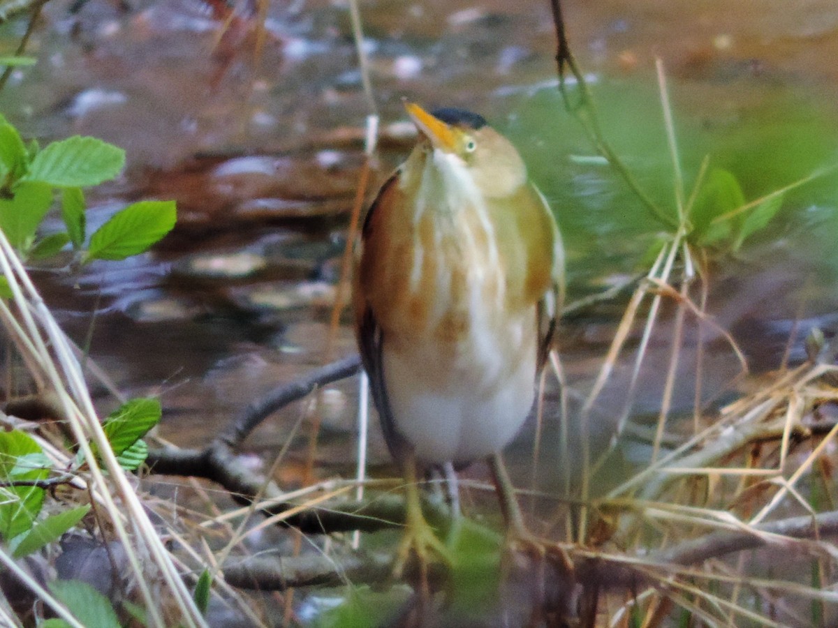 Least Bittern - ML99797111