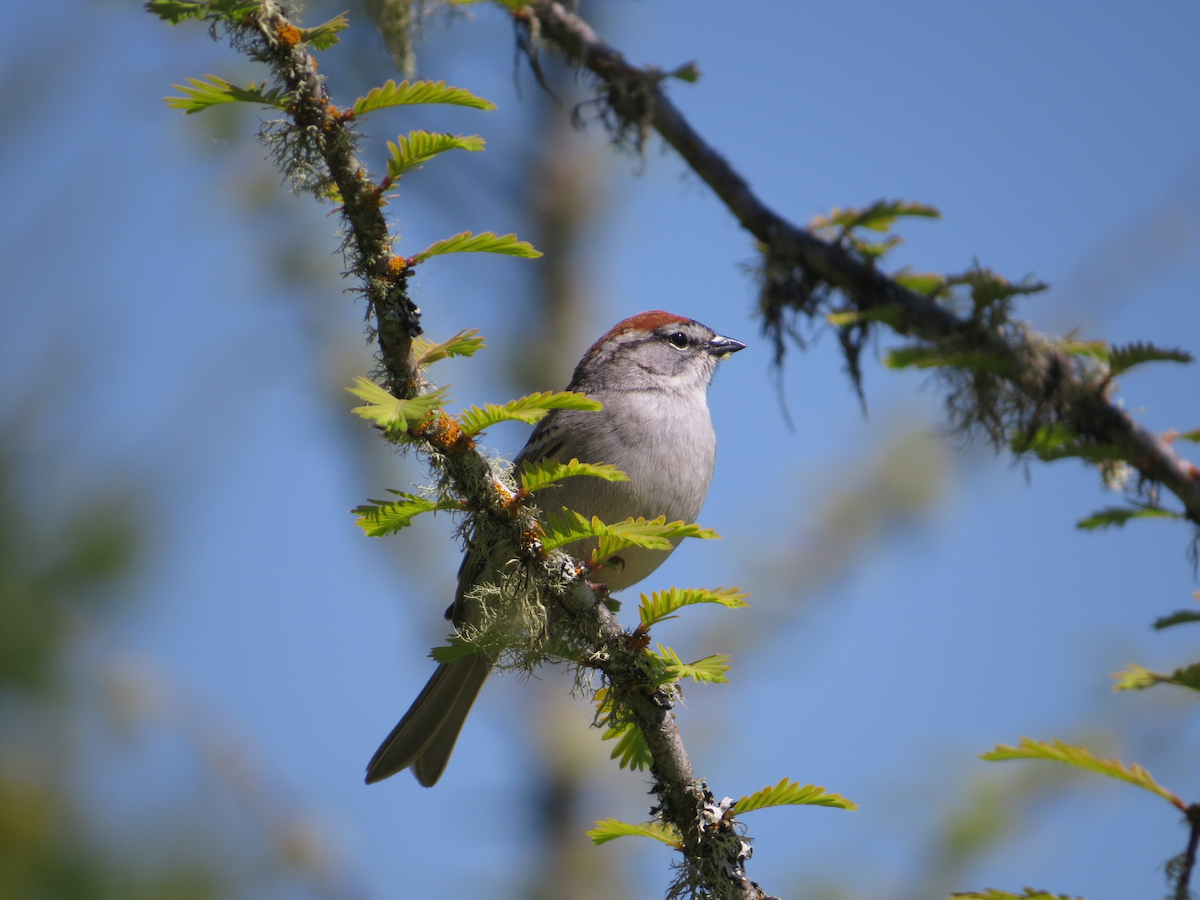 Chipping Sparrow - ML99797761