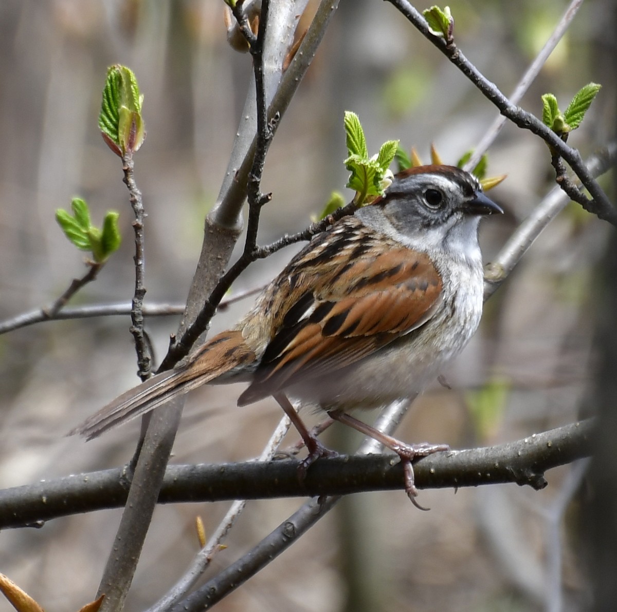 Swamp Sparrow - ML99798571