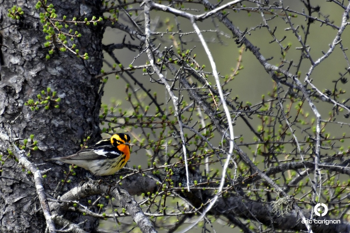 Blackburnian Warbler - ML99798641