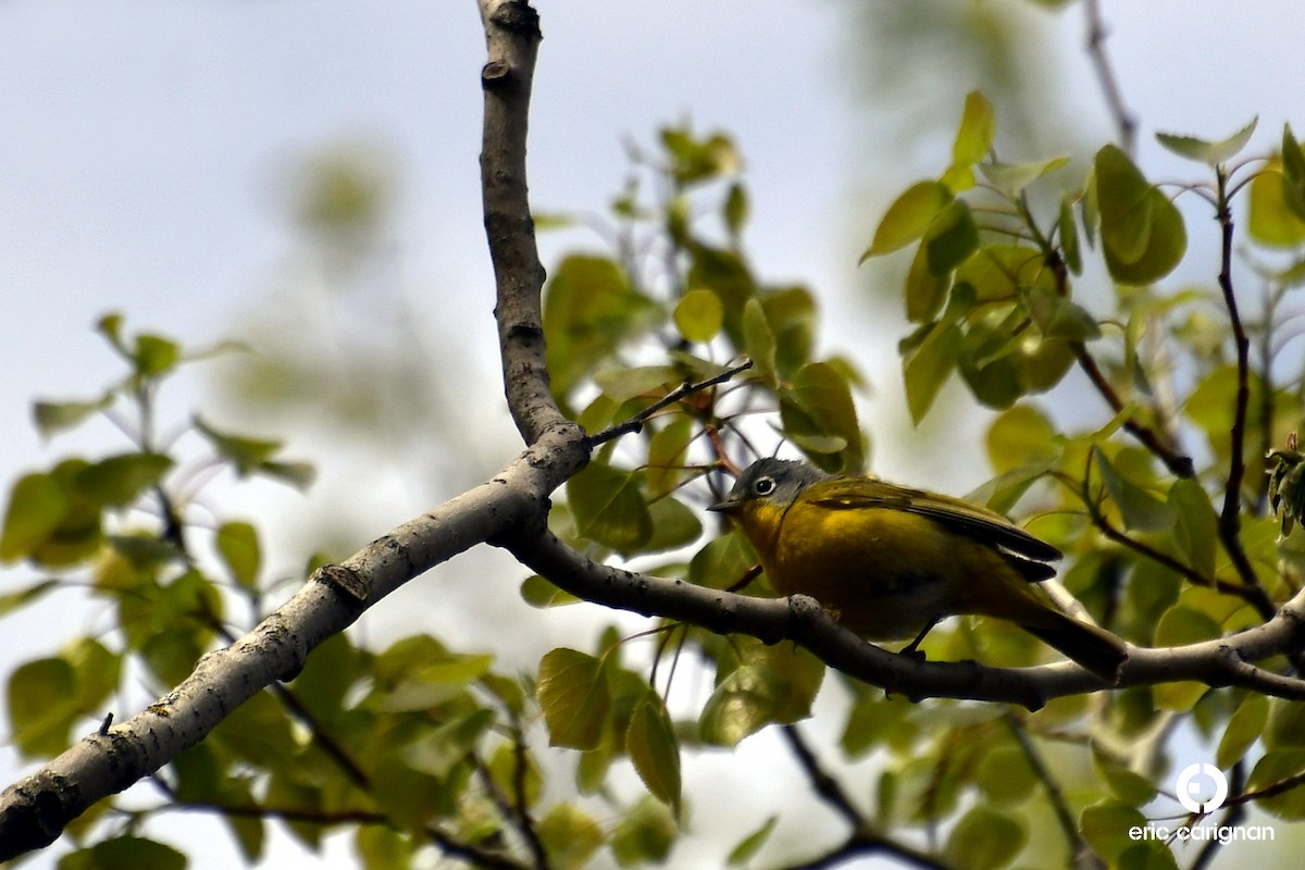 Nashville Warbler - ML99798701