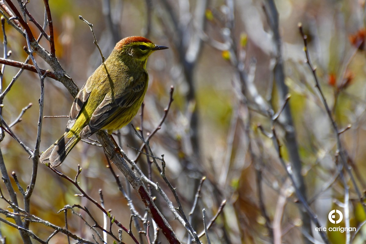 Palm Warbler - ML99798731