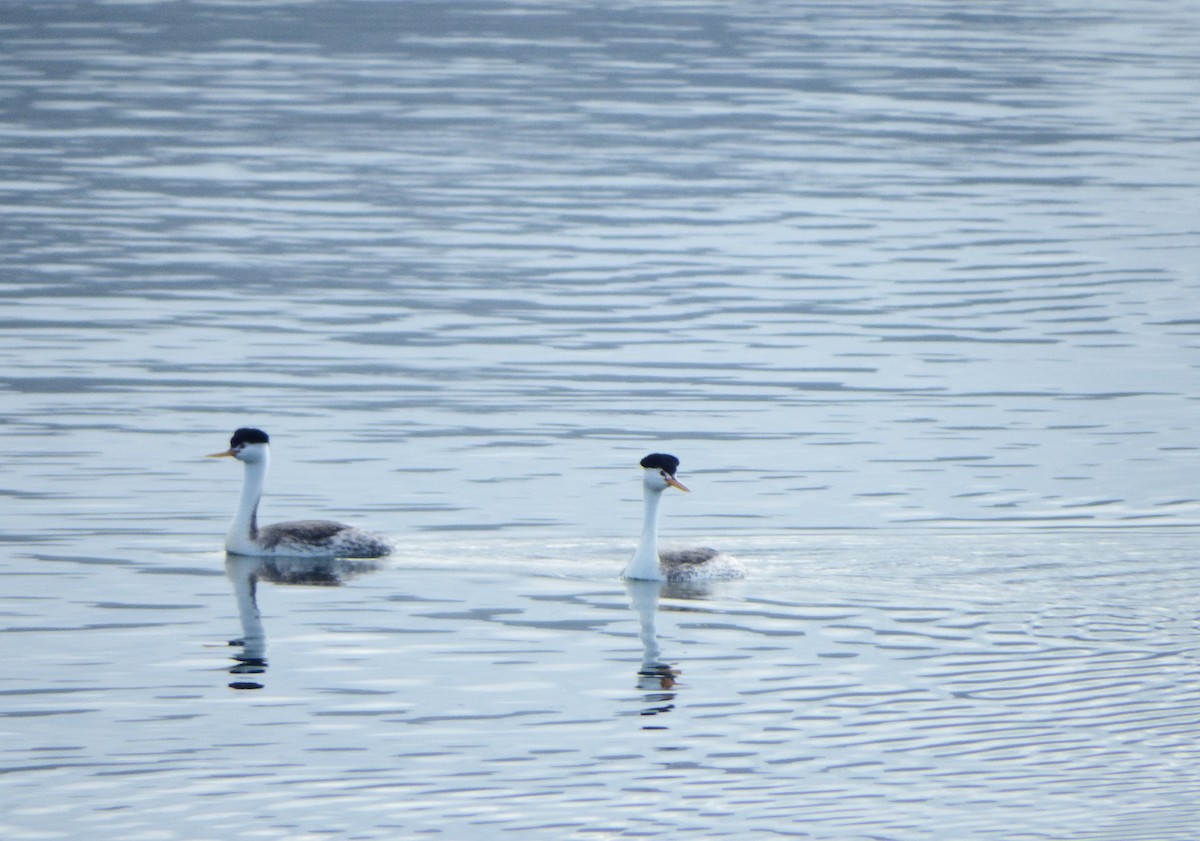 Clark's Grebe - Mike Clarke