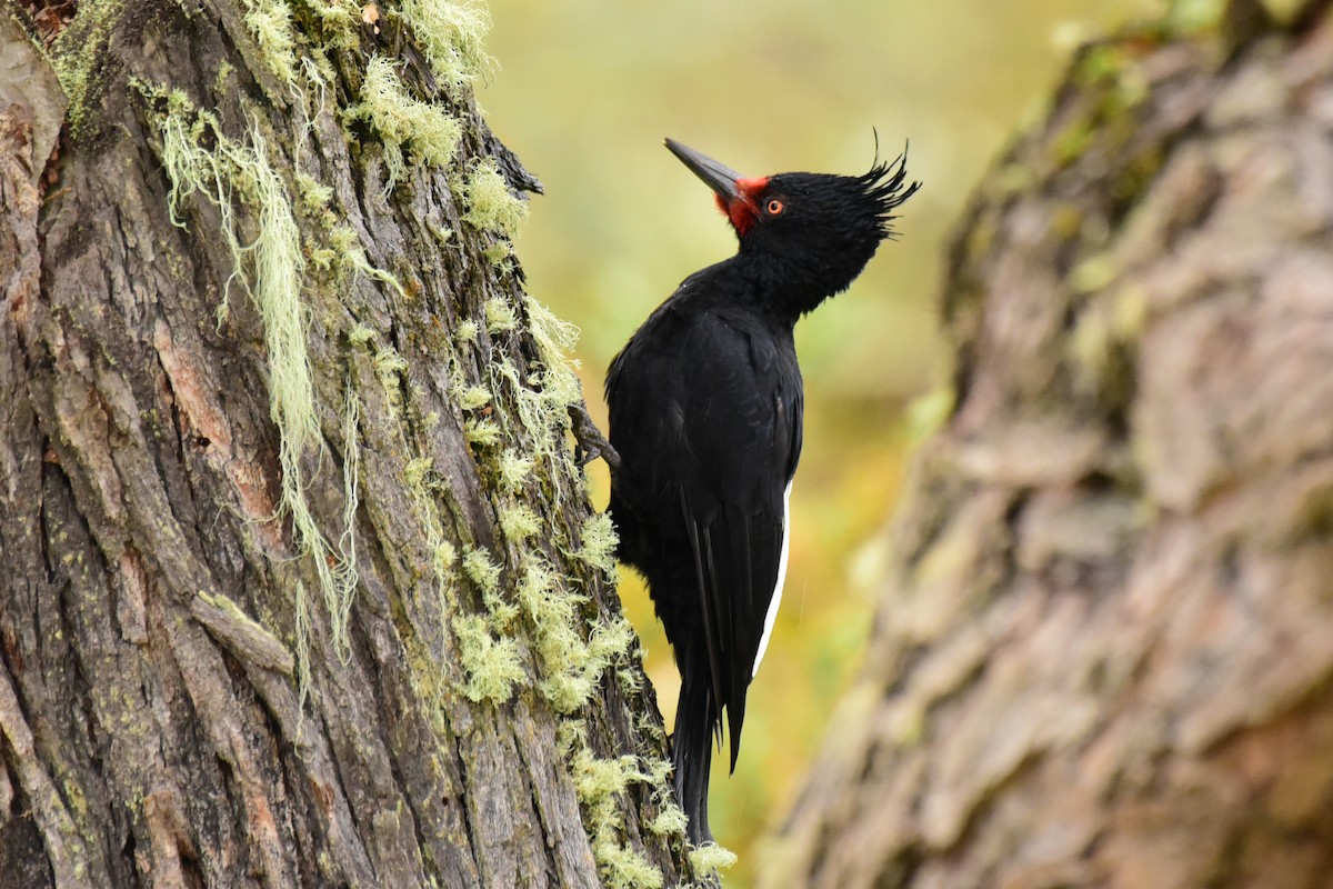 Magellanic Woodpecker - Luiz Moschini