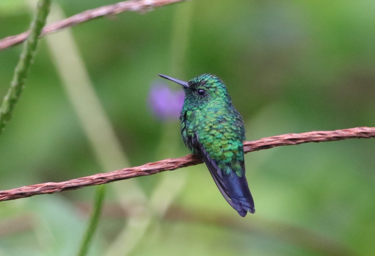 Gartensmaragdkolibri - ML99799661