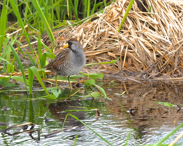 Polluela Sora - ML99800431