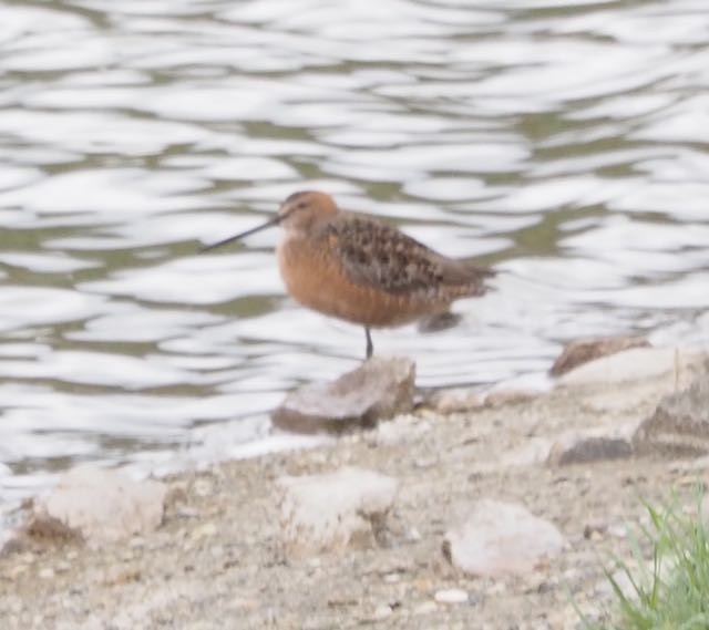 Long-billed Dowitcher - ML99800751
