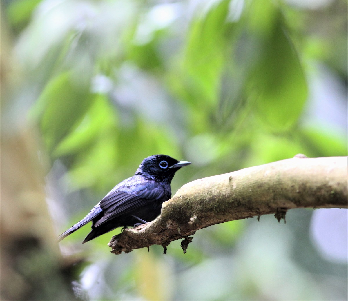 Sao Tome Paradise-Flycatcher - ML99801151