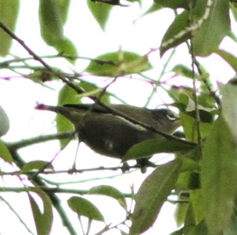 São-Tomé-Brillenvogel - ML99801251