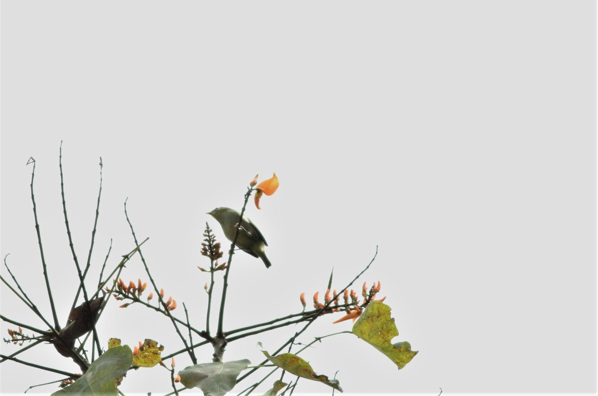 São-Tomé-Brillenvogel - ML99801291