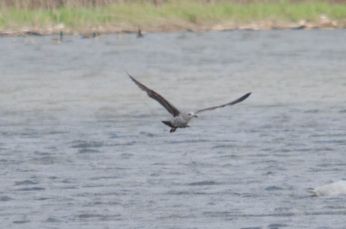 Lesser Black-backed Gull - Iain Rayner