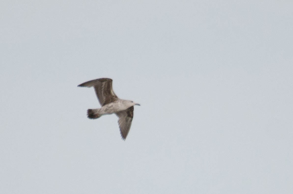 Lesser Black-backed Gull - Iain Rayner