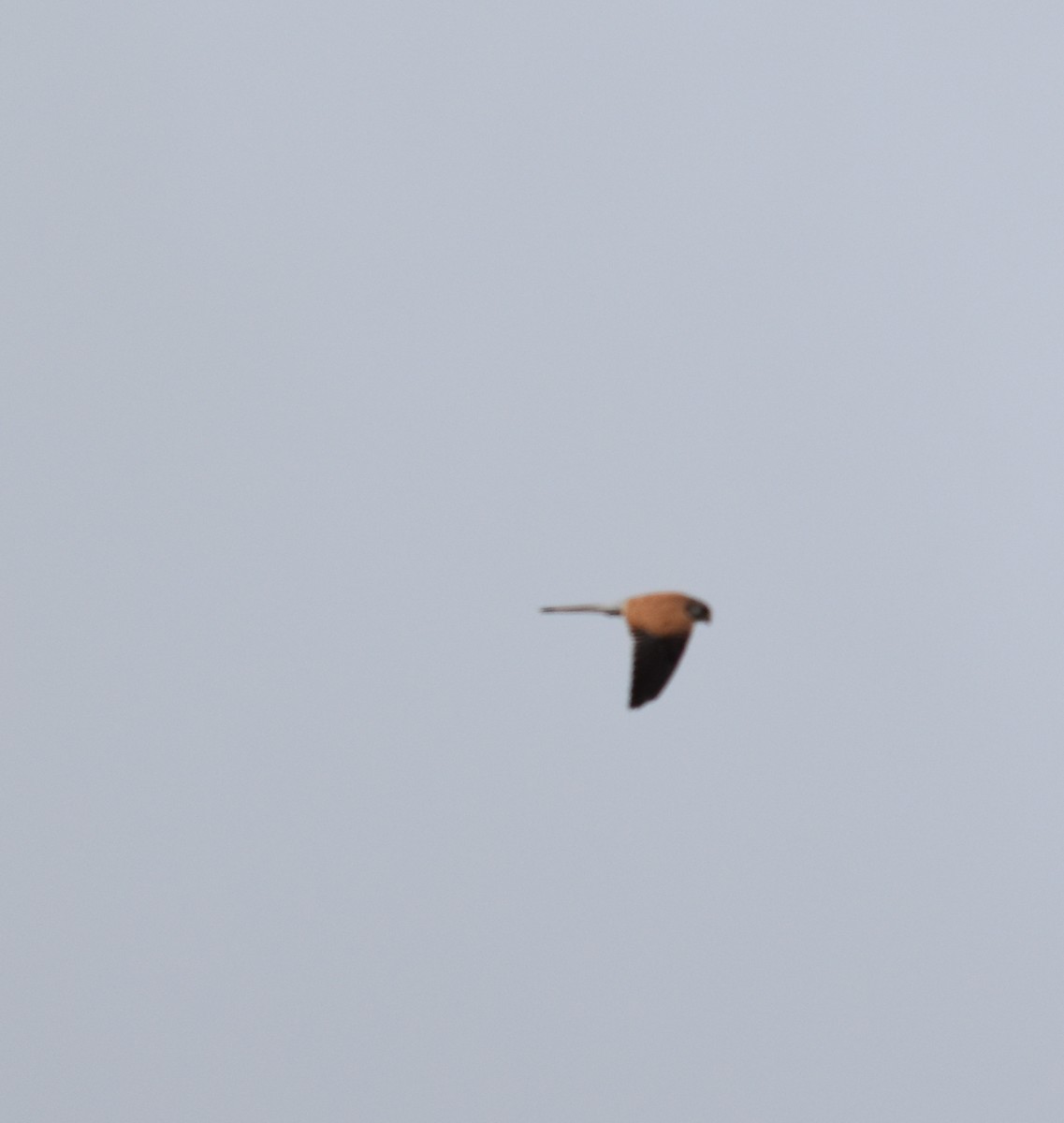 Nankeen Kestrel - ML99801921