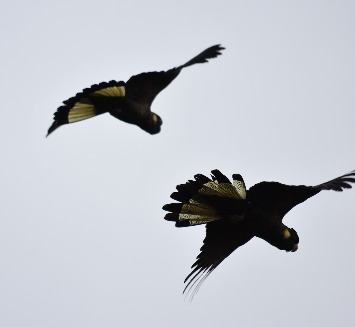 Yellow-tailed Black-Cockatoo - ML99801931