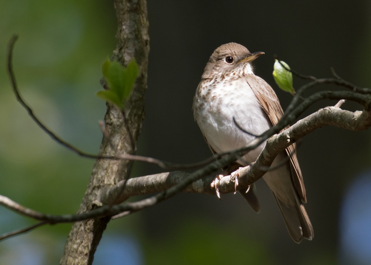 Gray-cheeked Thrush - Mark R Johnson