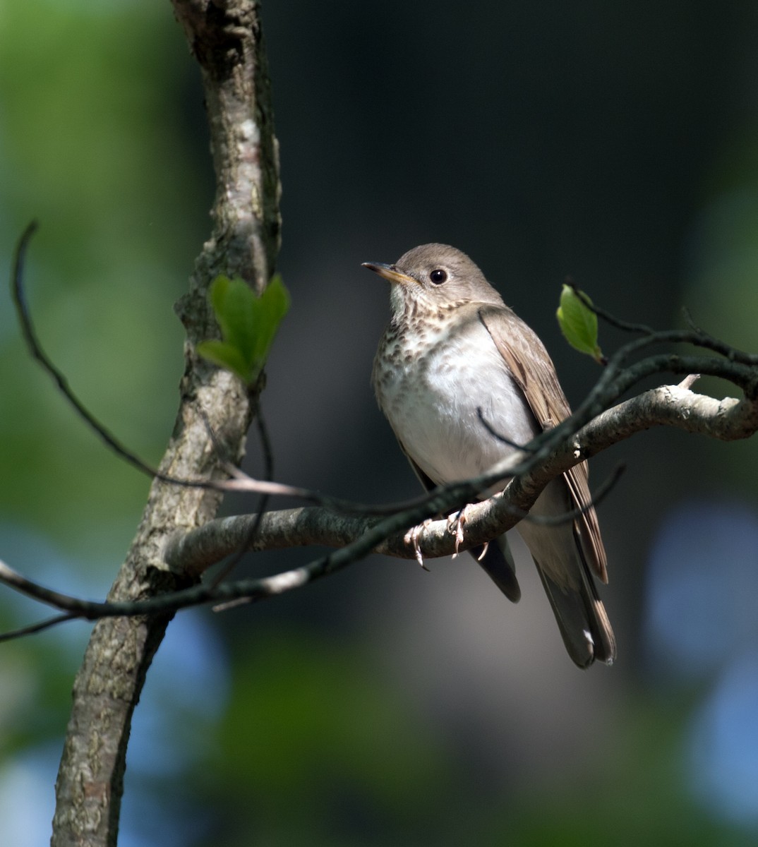 Gray-cheeked Thrush - ML99802391