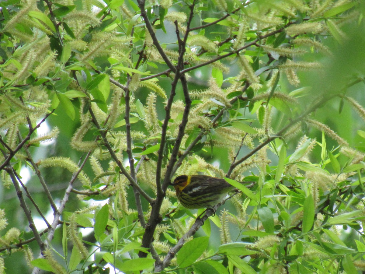 Cape May Warbler - ML99803391