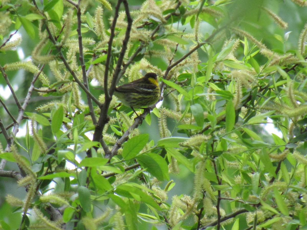 Cape May Warbler - ML99803401