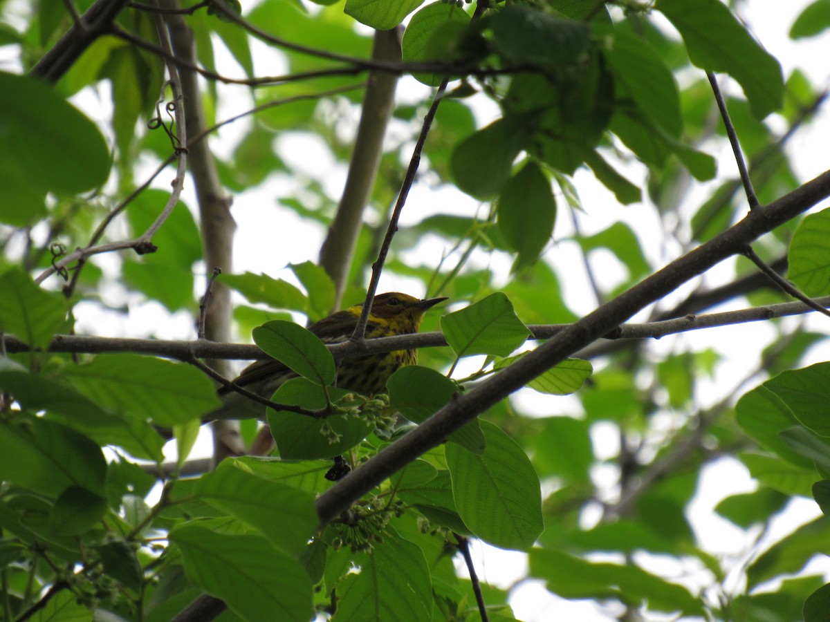 Cape May Warbler - ML99803411