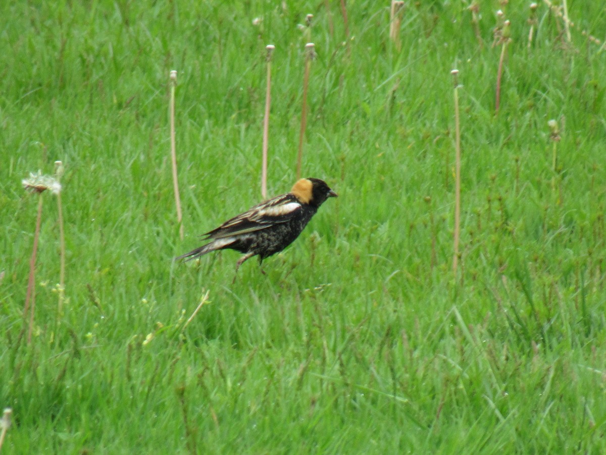 Bobolink - ML99804171