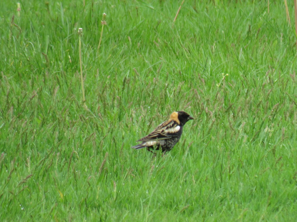 Bobolink - ML99804201