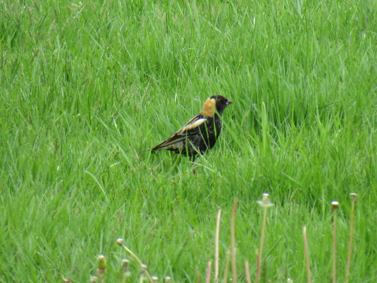 Bobolink - John Coyle