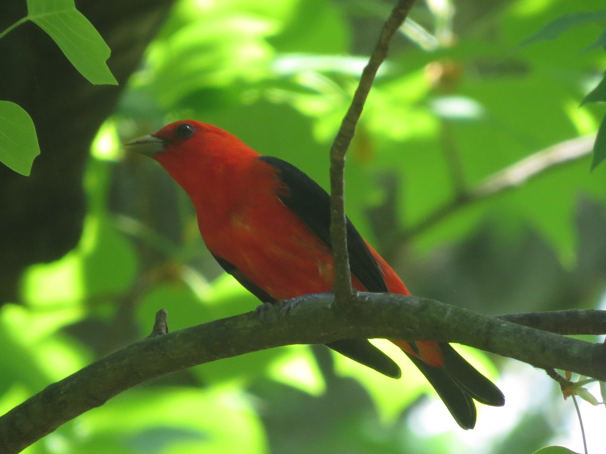 Scarlet Tanager - Marisa Rositol