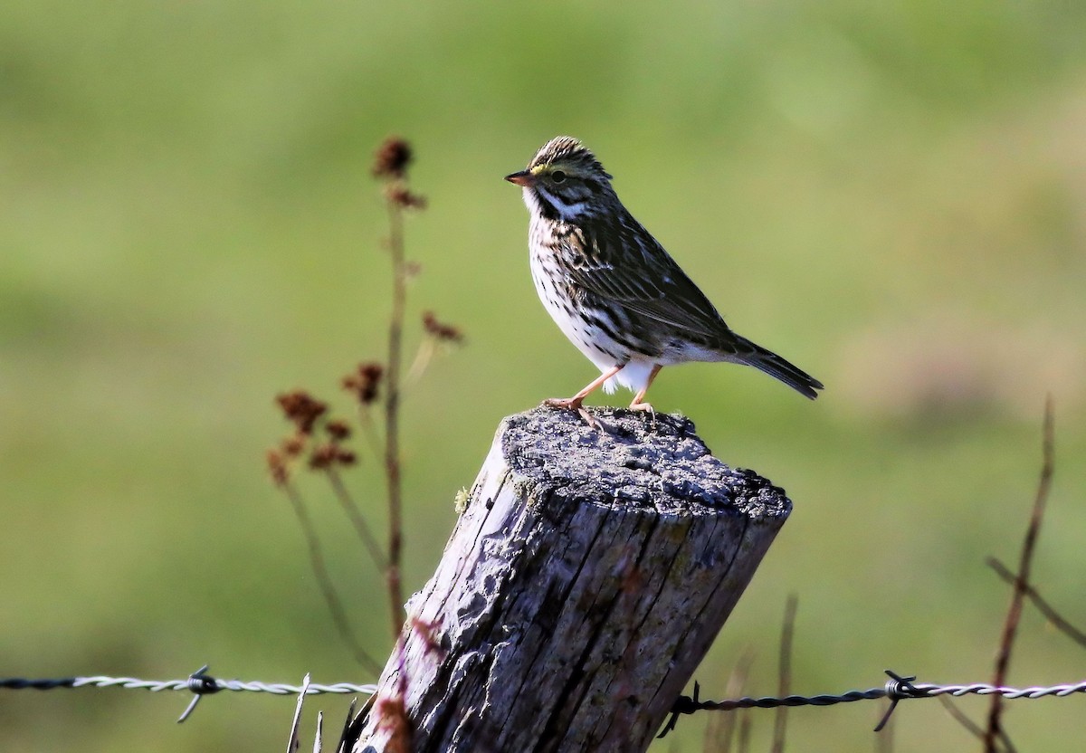 Savannah Sparrow - ML99805451