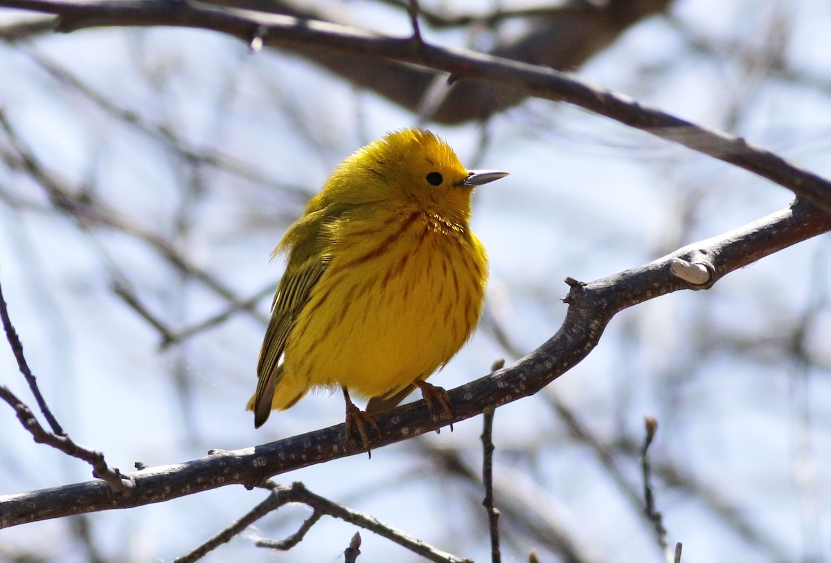 Yellow Warbler - ML99806541