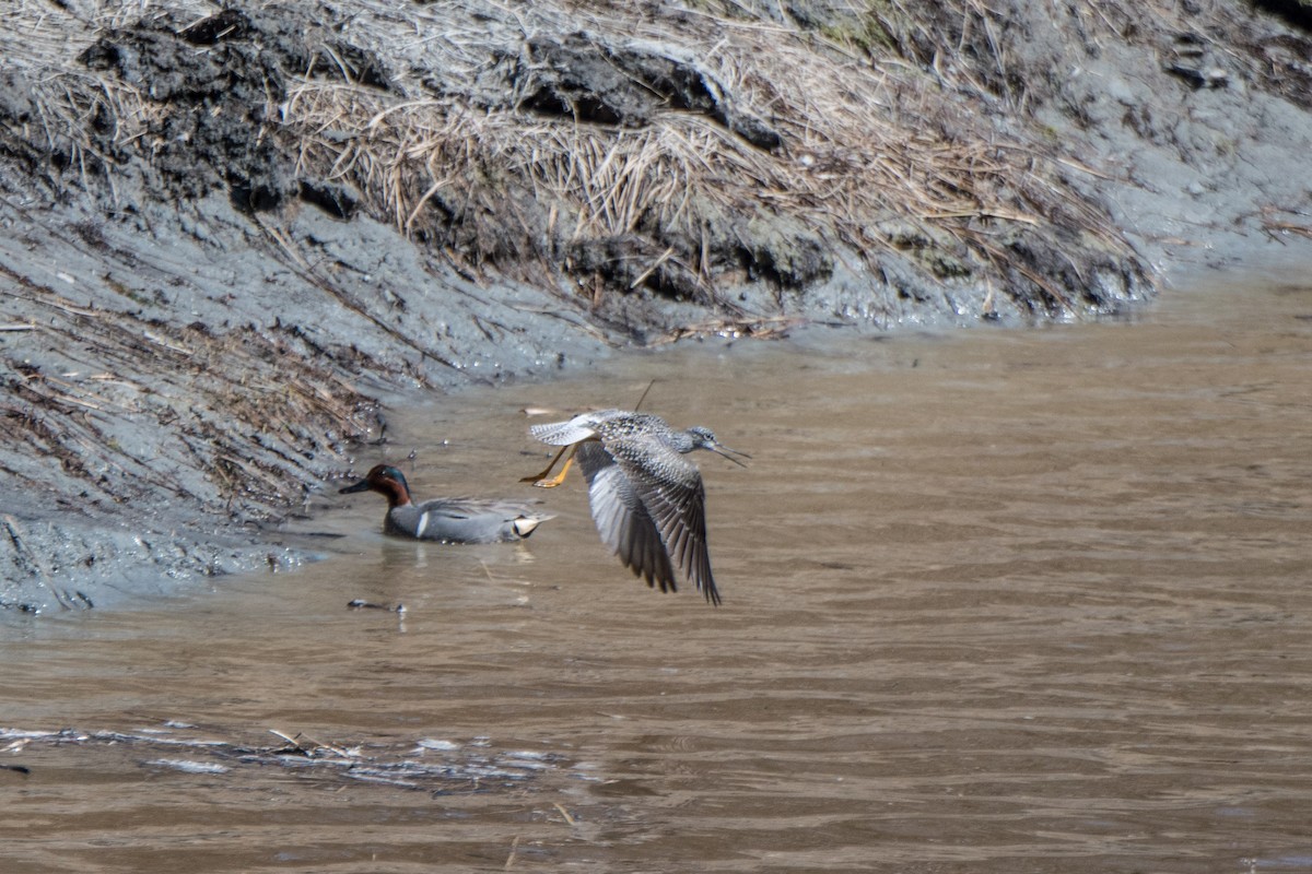 Greater Yellowlegs - ML99806721