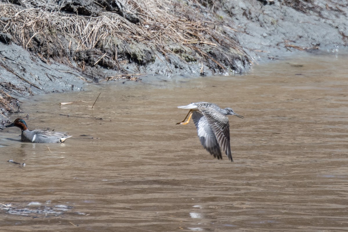 Greater Yellowlegs - ML99806821