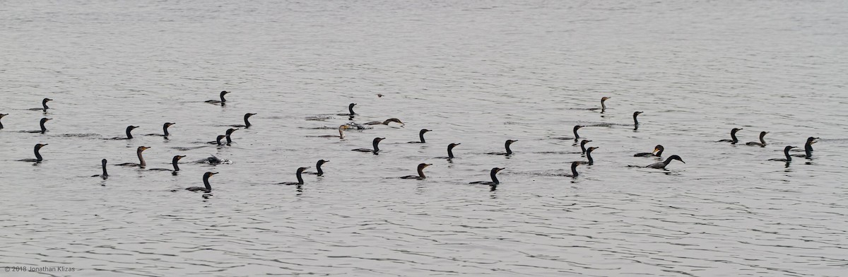 Double-crested Cormorant - ML99811831