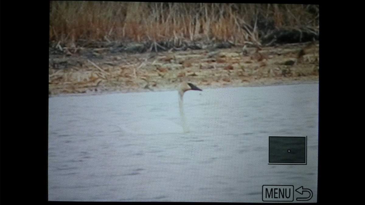 Cygne trompette - ML99812291