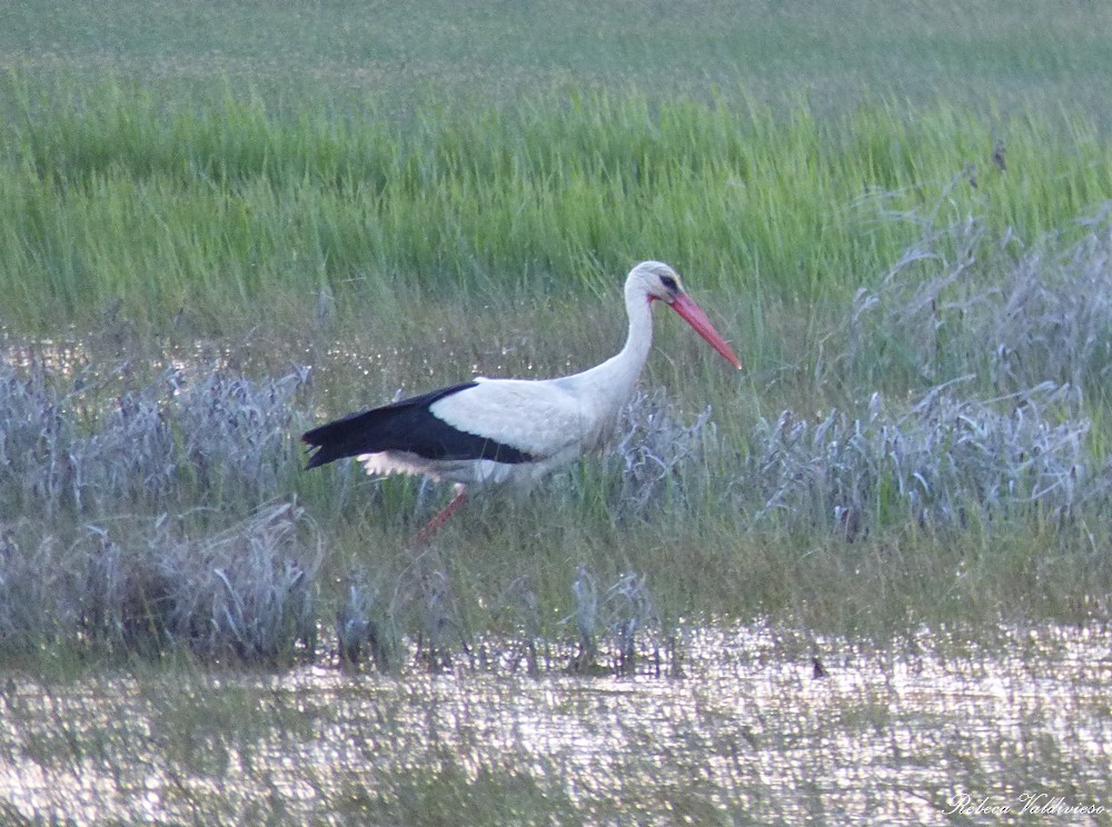 White Stork - ML99817091