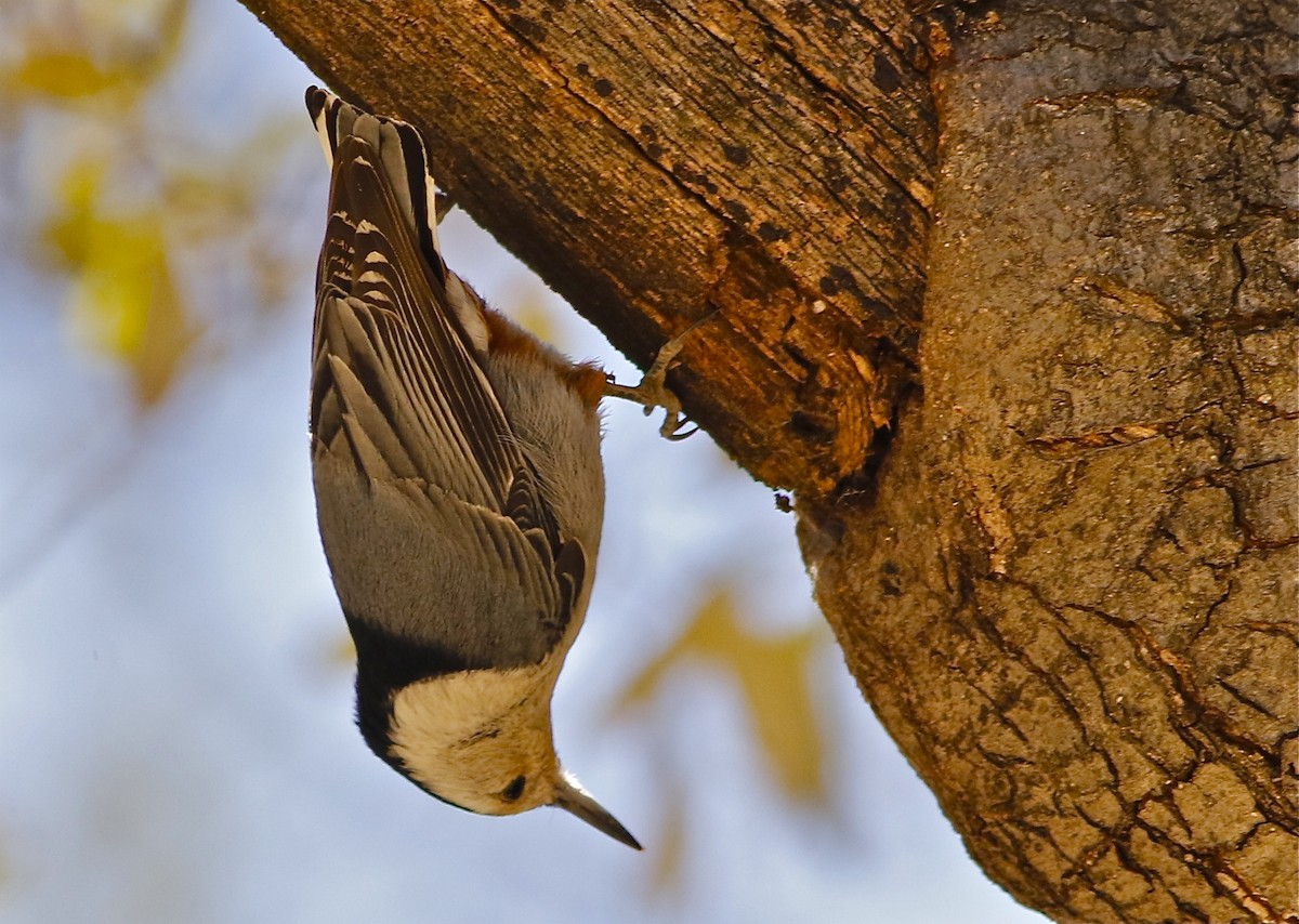 White-breasted Nuthatch (Interior West) - ML99817131