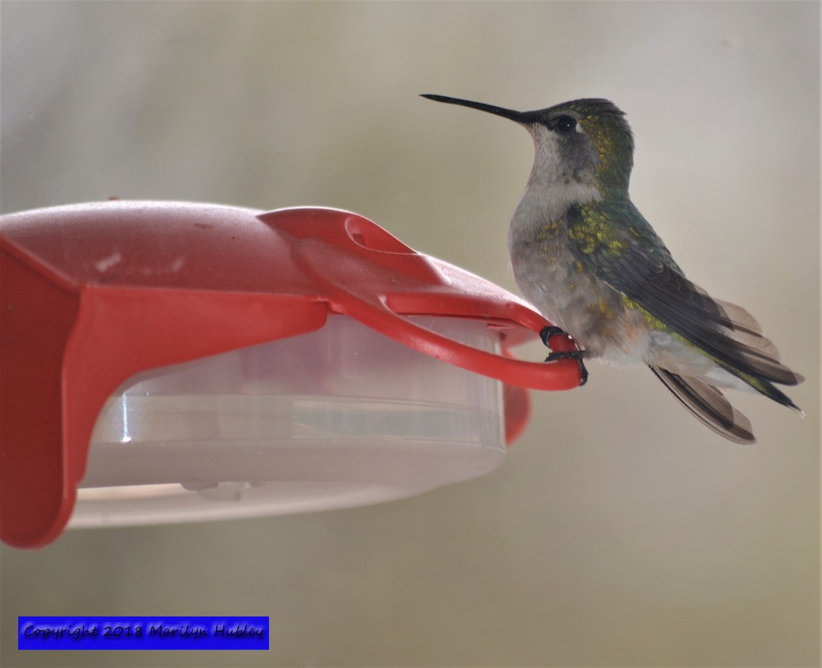 Ruby-throated Hummingbird - Marilyn Hubley